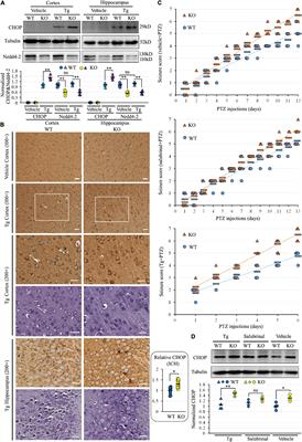 Nedd4-2 Haploinsufficiency in Mice Impairs the Ubiquitination of Rer1 and Increases the Susceptibility to Endoplasmic Reticulum Stress and Seizures
